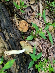 Russula amerorecondita
