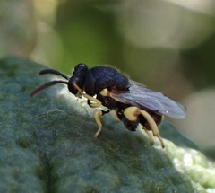 Brachymeria tibialis