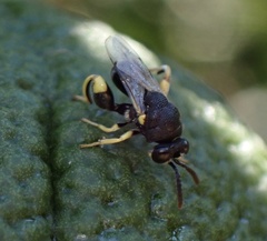 Brachymeria tibialis