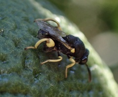 Brachymeria tibialis