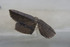 Phalacra