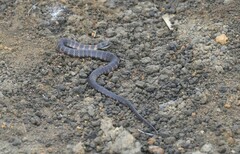 Erythrolamprus epinephalus pseudocobella