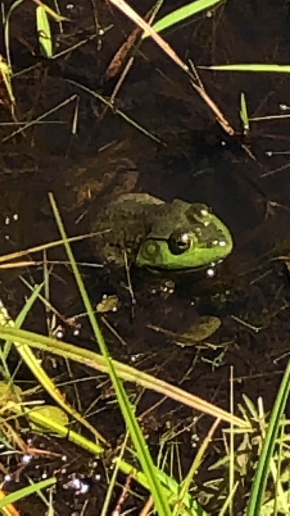 American Bullfrog from Essex County, USNY, US on August 14, 2022 at 01
