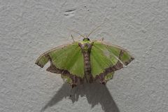 Agathia laetata