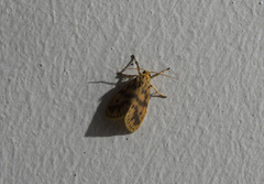 Miltochrista rubricosa