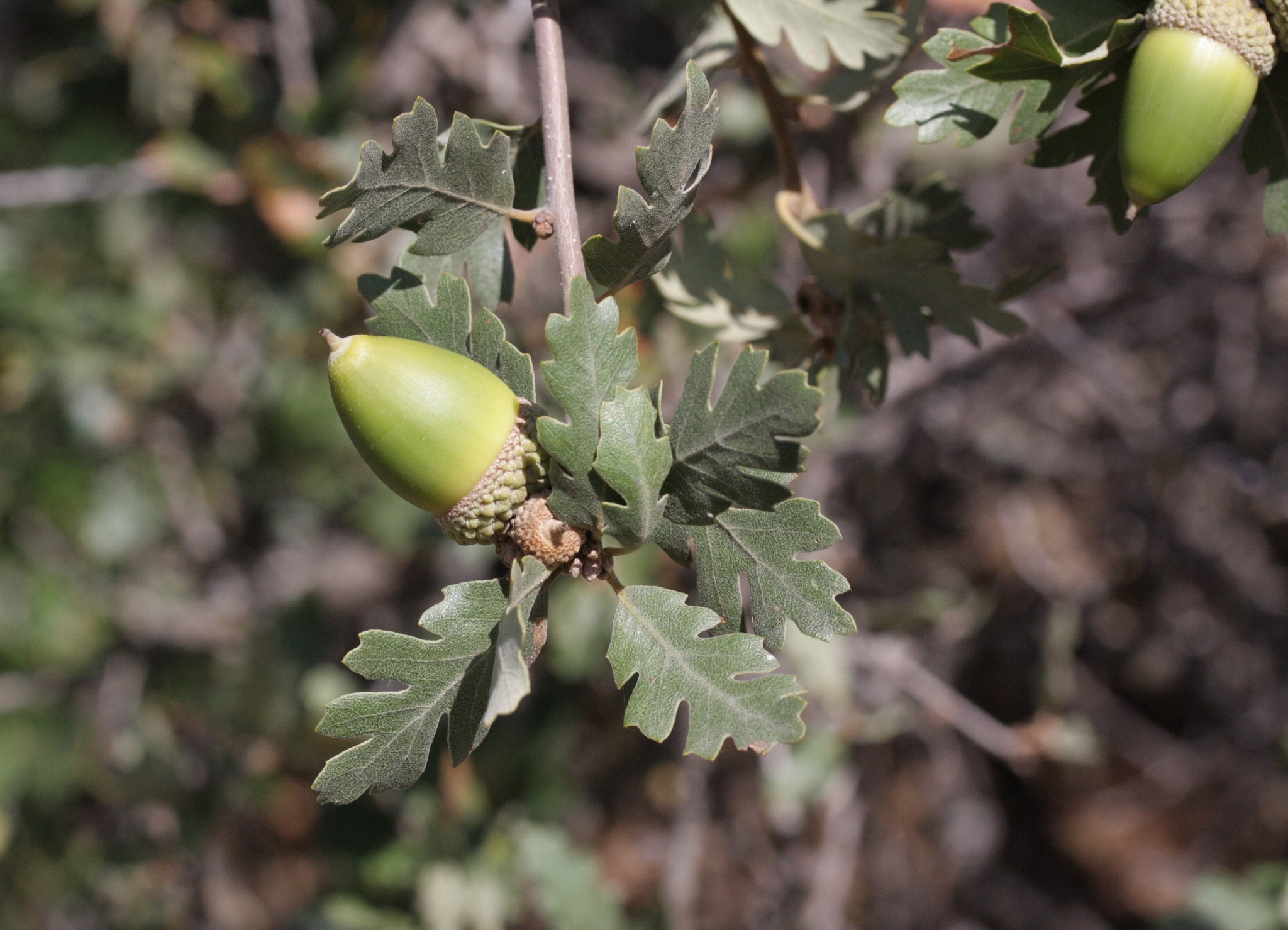 Quercus X macdonaldii