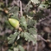 Quercus × macdonaldii - Photo (c) James Bailey, algunos derechos reservados (CC BY-NC), subido por James Bailey