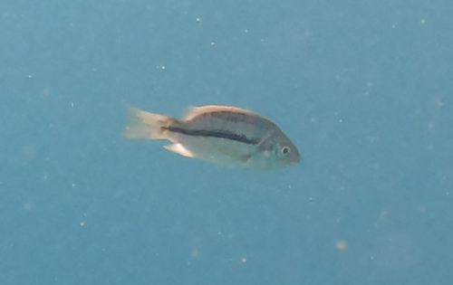Kiwinge haplochromis (Dimidiochromis kiwinge) — Cichlidae — 5