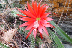 Disocactus speciosus speciosus