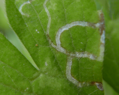 Phytomyza ranunculi