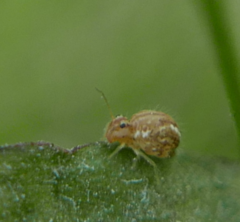 Sminthurus nigromaculatus