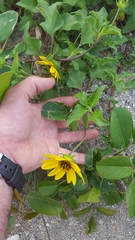 Helianthus debilis image