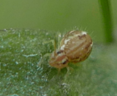 Sminthurus nigromaculatus