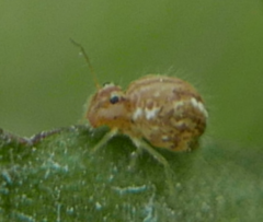 Sminthurus nigromaculatus