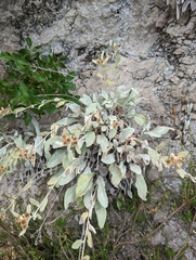 Pentanema verbascifolium