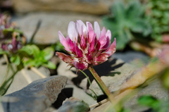 Trifolium thalii