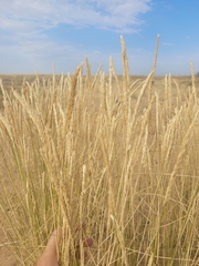 Agropyron desertorum
