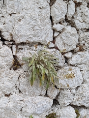 Pentanema verbascifolium