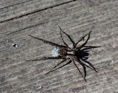 Acantholycosa lignaria