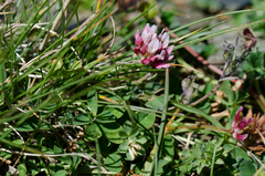 Trifolium thalii