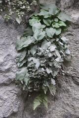 Omphalodes rupestris