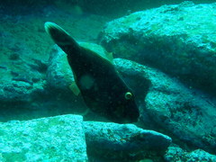 Eubalichthys bucephalus