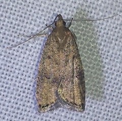 Psilocorsis reflexella