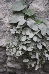 Omphalodes rupestris