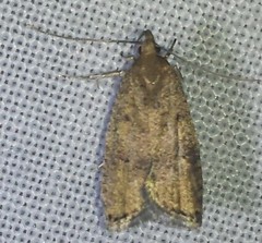 Psilocorsis reflexella