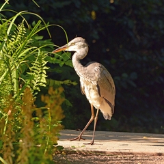 Ardea cinerea