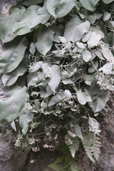 Omphalodes rupestris