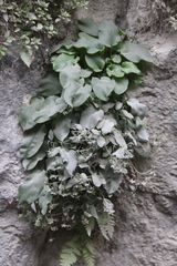 Omphalodes rupestris