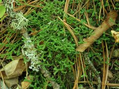 Selaginella rossii