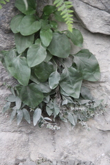 Omphalodes rupestris