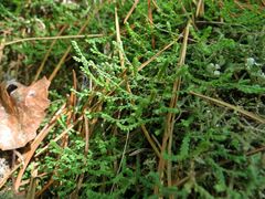 Selaginella rossii