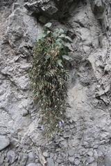 Campanula ossetica