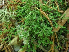 Selaginella rossii