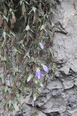 Campanula ossetica