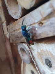 Chrysis ignita