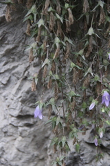 Campanula ossetica