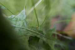 Sminthurus nigromaculatus