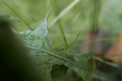 Sminthurus nigromaculatus