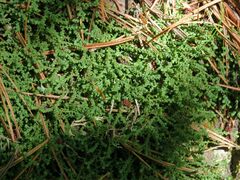 Selaginella rossii