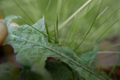 Sminthurus nigromaculatus