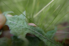 Sminthurus nigromaculatus