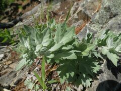 Artemisia saitoana