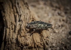 Chalcophora mariana massiliensis