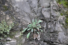 Jurinea bellidioides