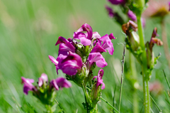 Pedicularis pyrenaica