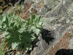 Artemisia saitoana